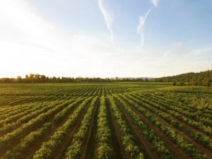 Transport dans le vignoble