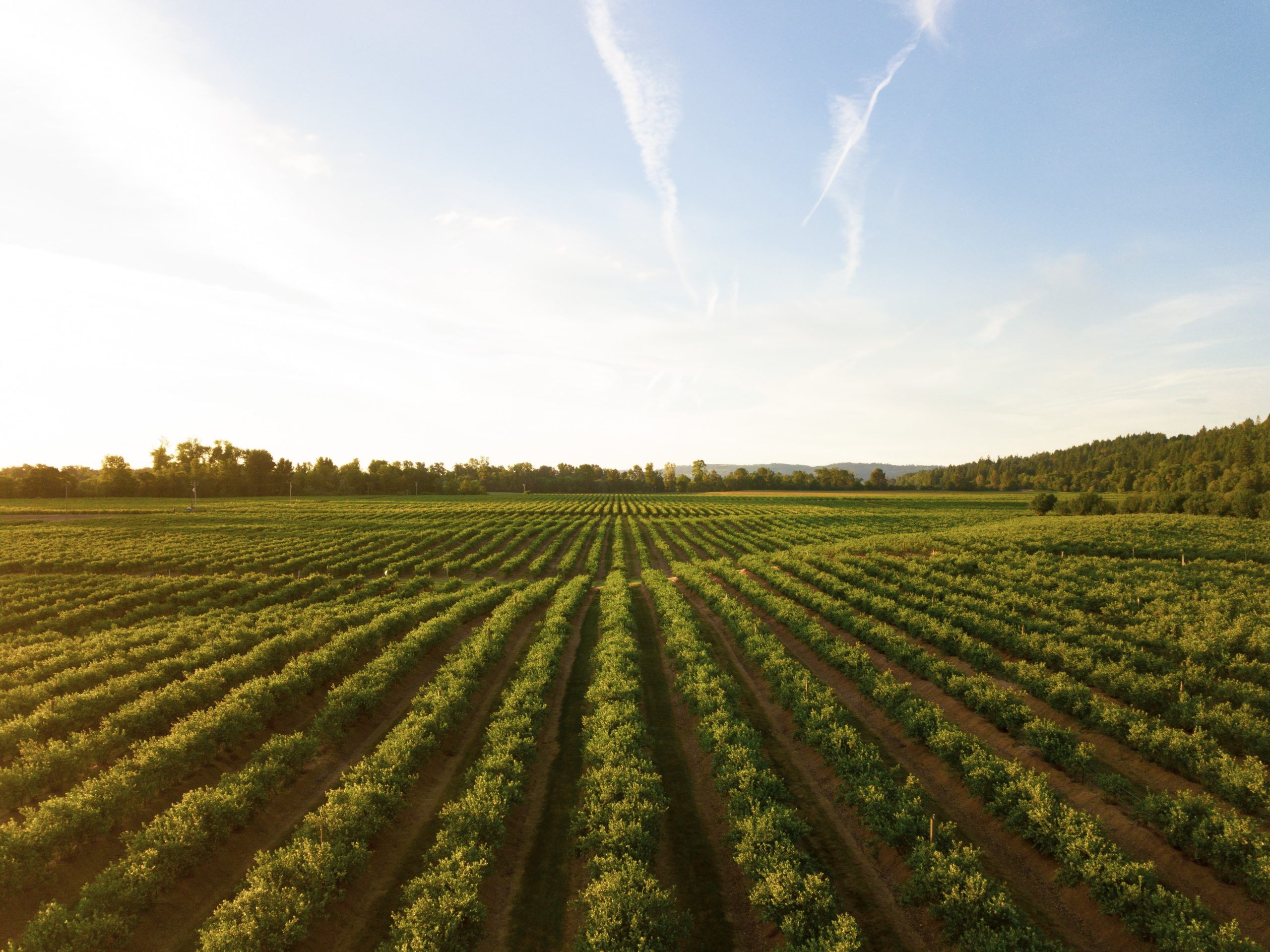 Transport dans le vignoble